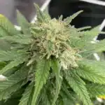 Macro shot of a mature Dougs Varin cannabis bud covered in trichomes with orange pistils, ready for harvest.