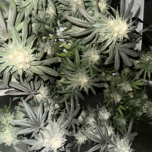 How to Grow Gary Payton Weed Strain: Strain Gary Payton