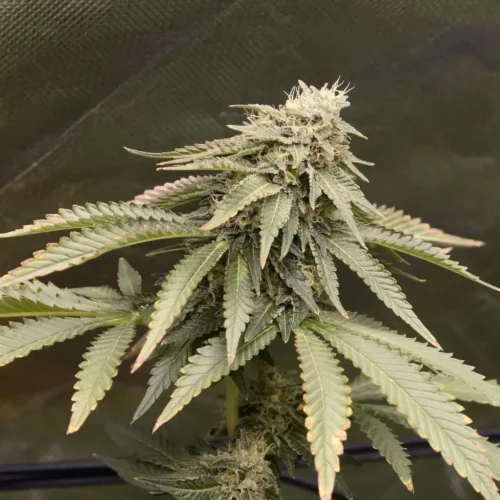 How to Grow Sirius Black Weed Strain