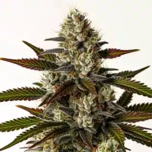 Moonbow cannabis strain showing a dense, frosty cola with purple hues, orange pistils, and thick trichome coverage.