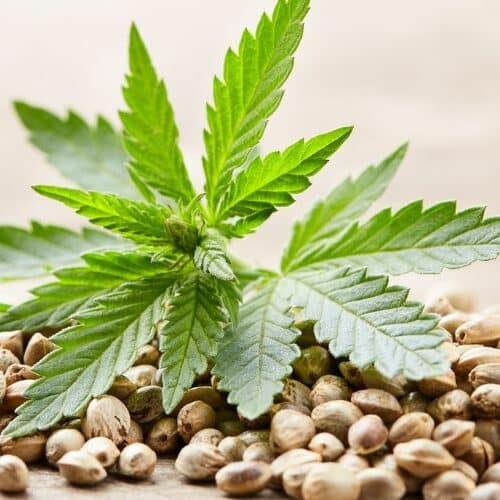 Choose the best cannabis seeds online