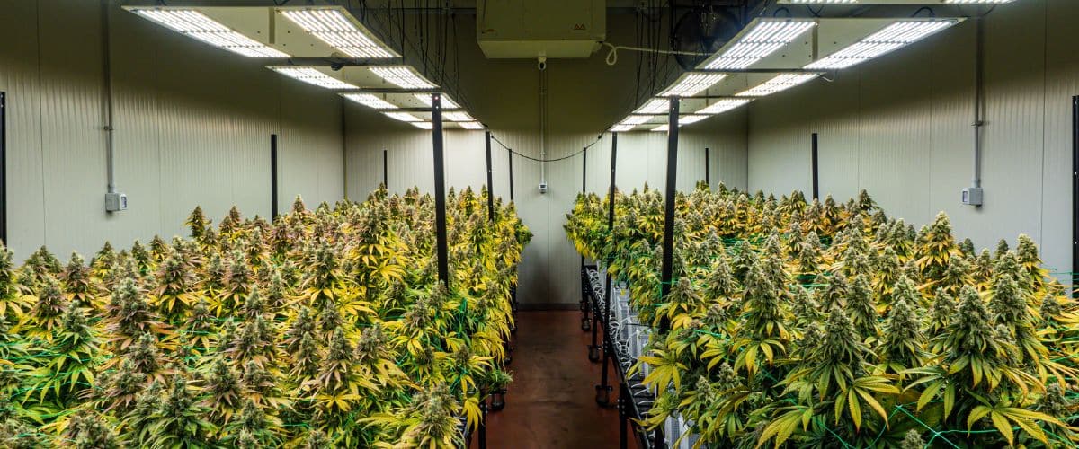 PPFD for Cannabis Seedlings What You Need to Know