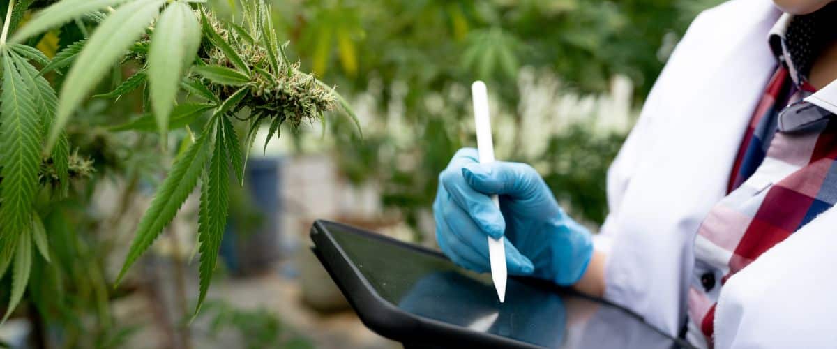 PPFD for Cannabis Seedlings What You Need to Know