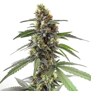 Permanent Marker cannabis bud covered in heavy trichomes with purple hues and orange hairs.