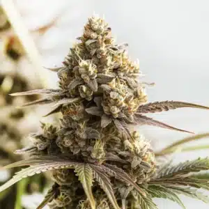 RS11 x Cookies Cream cannabis bud with dense calyxes, frosty trichomes, and layered flower structure.