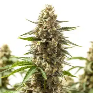 Macro image of RS11 x Ooze cannabis flower with thick resin coating and layered calyx formation.