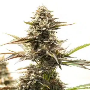 RS11 x Runtz cannabis bud featuring dense flowers, sticky trichomes, and mature pistils.