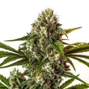 Close-up of a Rainbow Belts cannabis bud showing dense structure, frosty trichomes, and vibrant orange pistils.