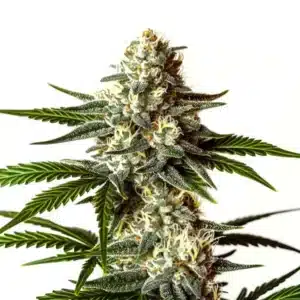 Macro view of a Rainbow Sherbet cannabis flower with thick resin glands and bright white pistils.