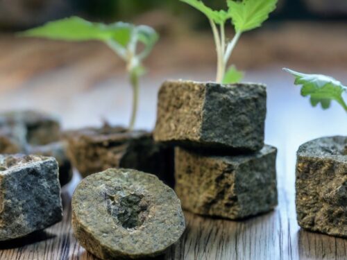 How to Start Cannabis Seeds in Rockwool Cubes