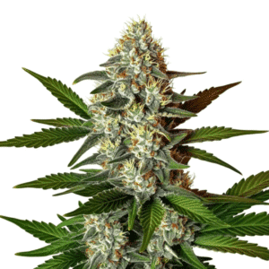 Z OG 2.0 cannabis plant displaying a tall, resin-rich cola with bright green leaves and abundant trichomes.