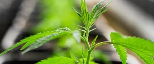 Detecting Early Female Plant Signals Like a Pro!
