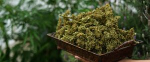Benefits and effects of Linalool Terpene