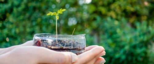 Best Growing Medium for Cannabis