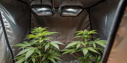 Best Temp And Humidity For Autoflowers