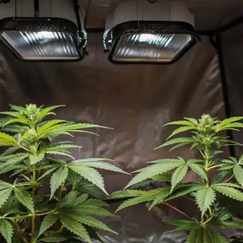 Best Temp And Humidity For Autoflowers