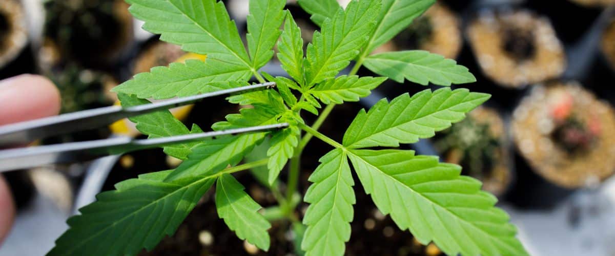 PPFD for Cannabis Seedlings What You Need to Know