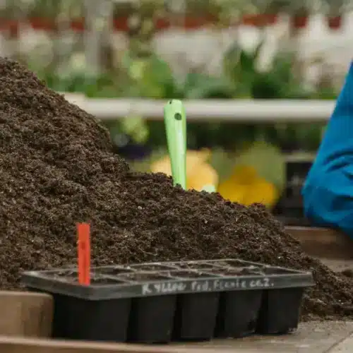 Cannabis Seedling Light Distance for Optimal Growth
