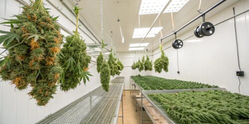 Effective Techniques for Drying Weed