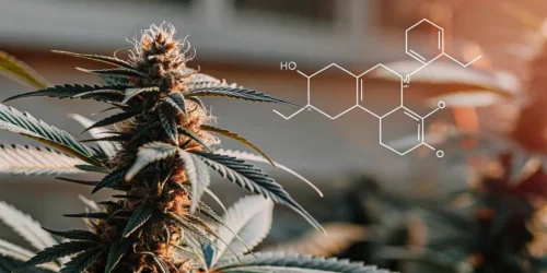 Worst Terpenes for Anxiety