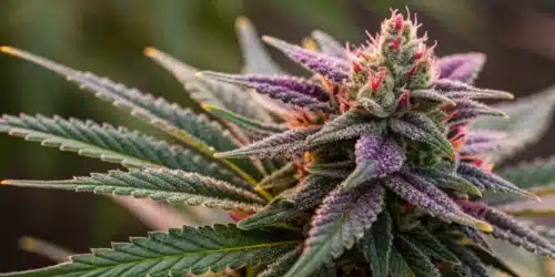 How to Grow Gary Payton x Honey Strain