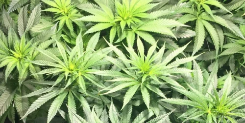 How to Grow Gelato x Honey Drop