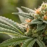 Macro shot of a mature Gush Mintz x Honey Drop bud showcasing thick resin and vivid hues.