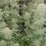 Fully matured Hellfire OG Autoflower strain with dense, resin-coated buds ready for harvest in an indoor grow setup.