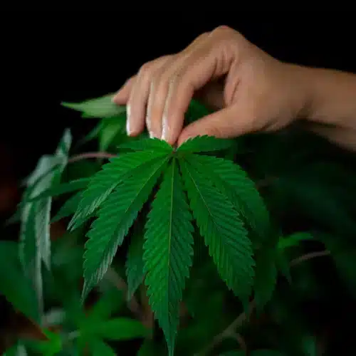 Essential Tips for Caring for a Cannabis Plant