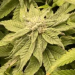 How to Grow Motor Breath x Honey Drop