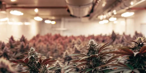 How to Feminize Cannabis Seeds
