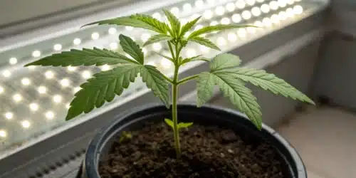 How to Grow Island Sweet Skunk Strain Fast Version