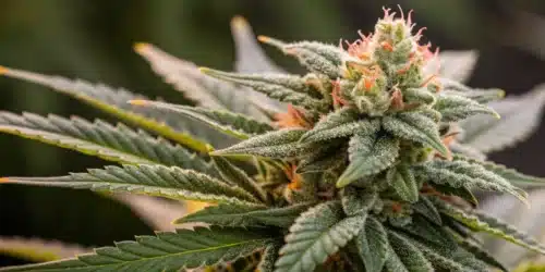 How to Grow Moonshine Cookies Auto
