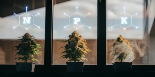 Discover The Secrets of Nutrient Deficiencies in Cannabis