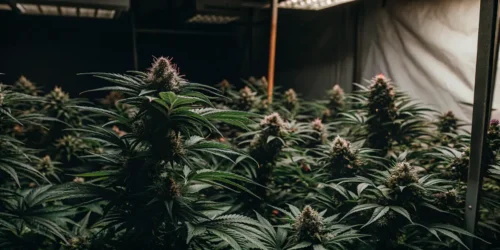 Hyper-realistic cannabis grow room filled with dense, dark-toned Pink Runtz Auto cannabis plants under bright overhead lights, with pink pistils.