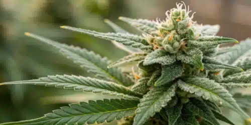 How to Grow Trainwreck Fast Version