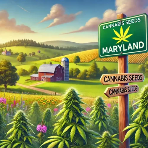 Buy Cannabis Seeds in Maryland