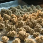 Cannabis Buds Drying on a Tray