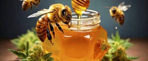 What is THC Honey?