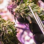 techniques for using cannabis trimming scissors