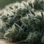 Frosty Cannabis Buds in Macro Close-Up