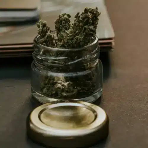 How Much Does a Weed Plant Produce?