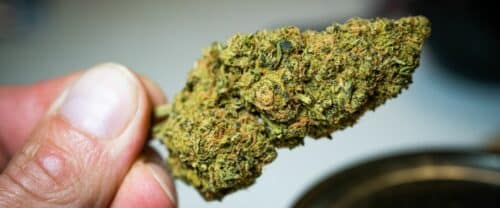 What is Humulene Terpene? Strains, Benefits, and Effects