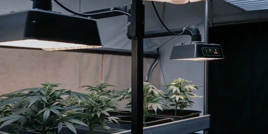 Indoor Cannabis Grow Room with Overhead Grow Lights