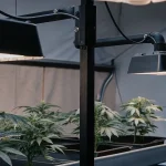 Indoor Cannabis Grow Room with Overhead Grow Lights