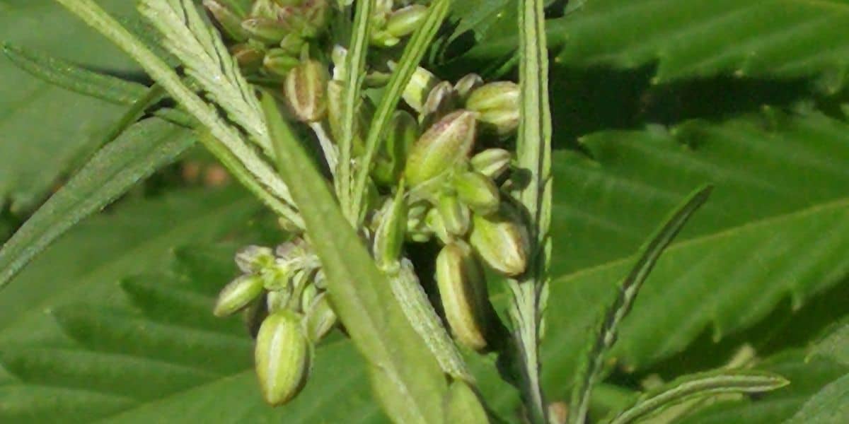 Female Early Signs of Male Plant: Key Indicators to Watch