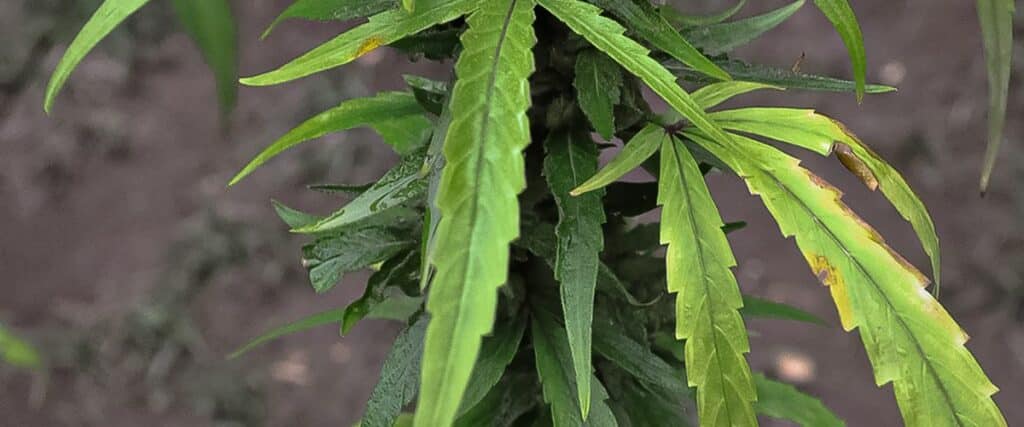 Protect your cannabis plants from yellow spots on the leaves