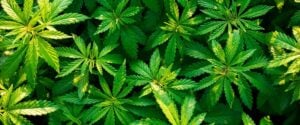 how to identify and treat yellow spots on cannabis leaves