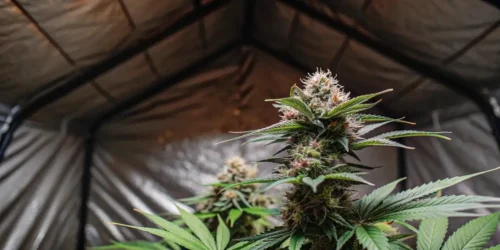 How to Grow Bubble Gum Autoflower