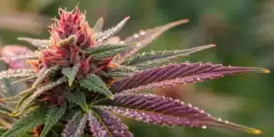Dosido Bud